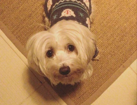 Maltese Terrier Yeni Tüy Yumakları İçin Eş Arıyoruz - 2205