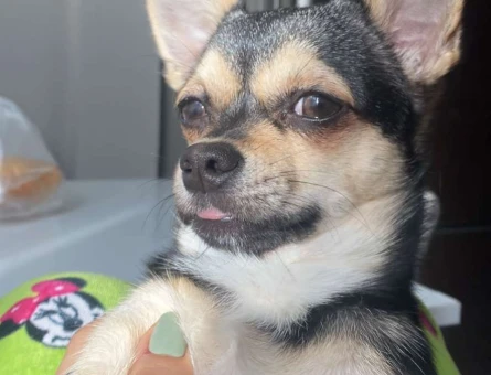Chihuahua Oğluma Eş Arıyorum - 2236