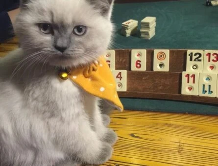 British Shorthair Kızıma Eş Arıyorum - 2282