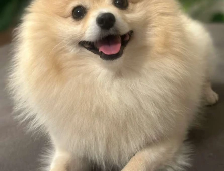 Pomeranian Boo Oğluma Eş Arıyorum Foks - 2336