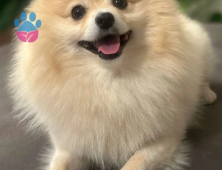 Pomeranian Boo Oğluma Eş Arıyorum Foks