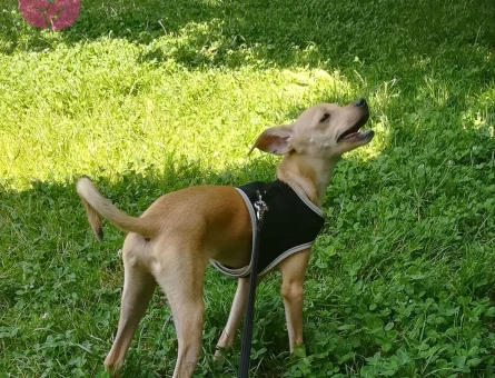 Minyatür Pinscher 2.5 Yaşında Oğlumuza Eş Arıyoruz - 2389