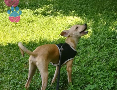 Minyatür Pinscher 2.5 Yaşında Oğlumuza Eş Arıyoruz