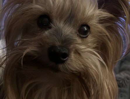 Yorkshire Terrier Oğlumuza Eş Arıyoruz - 2419