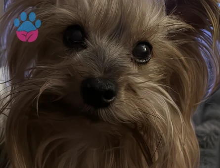 Yorkshire Terrier Oğlumuza Eş Arıyoruz