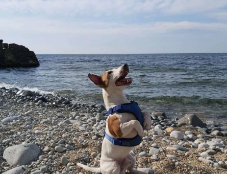 Sağlıklı Erkek Jack Russell Eş Arıyor - 2454