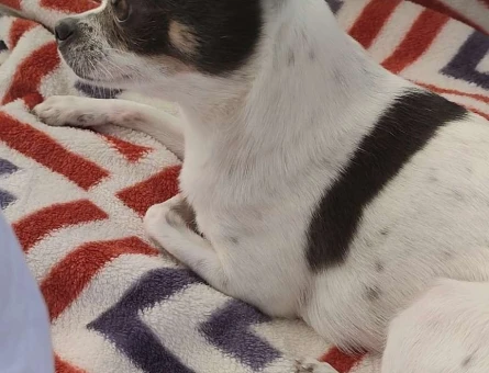 Chihuahua Kızımız İçin Eş Arıyoruz - 2477