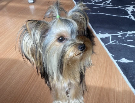 Yorkshire Terrier teacup Oğlumu Gelin Adayı Arıyorum - 2505