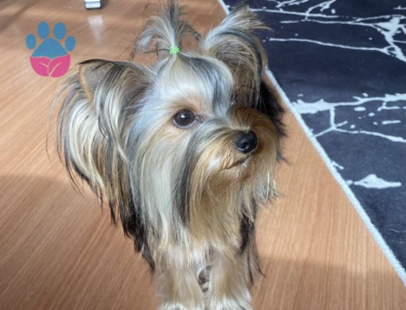 Yorkshire Terrier teacup Oğlumu Gelin Adayı Arıyorum