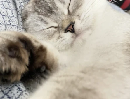 British Shorthair Kızıma Eş Arıyorum 3 Yaşında - 2506