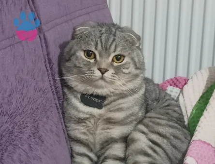 Scottish Fold Funky'ye Dişi Eş Arıyoruz