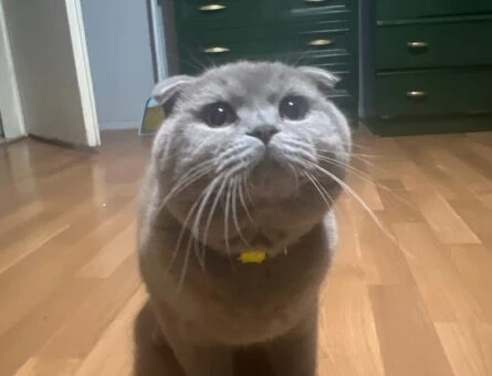 Scottish Fold 1 Yaşında Oğluma Eş Arıyorum - 2589