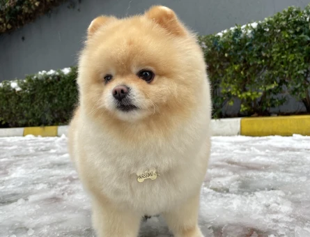 Pomeranian Oğlum Massimo’ya Eş Arıyorum - 259