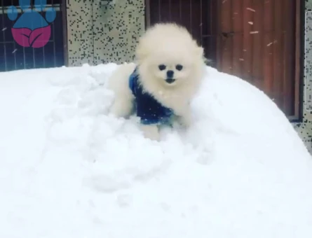 Pomeranian Boo 0 Burun Şecereli Oğluma Eş Arıyorum - 2604