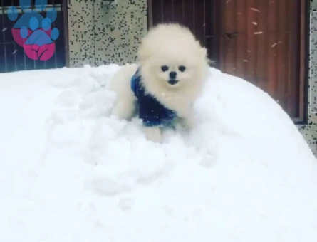 Pomeranian Boo 0 Burun Şecereli Oğluma Eş Arıyorum