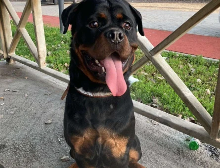Rottweiler Şecereli Oğluma Eş Arıyorum - 2736