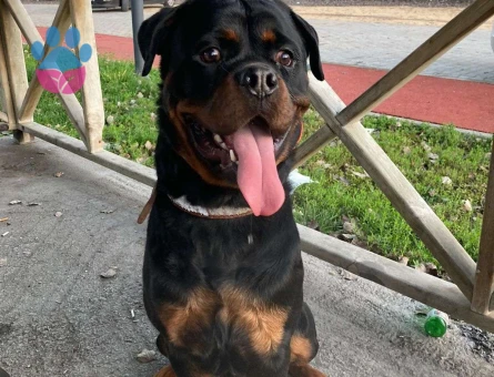 Rottweiler Şecereli Oğluma Eş Arıyorum