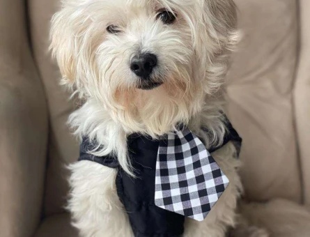 Maltese Terrier 6 Yaşında Oğluma Eş Arıyorum - 2741