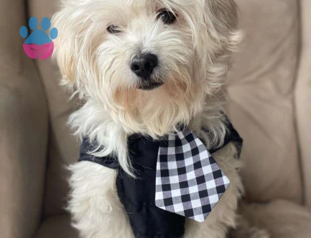 Maltese Terrier 6 Yaşında Oğluma Eş Arıyorum