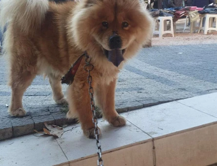 Chow Chow 3 Yaşında Köpeğime Eş Arıyorum - 2763