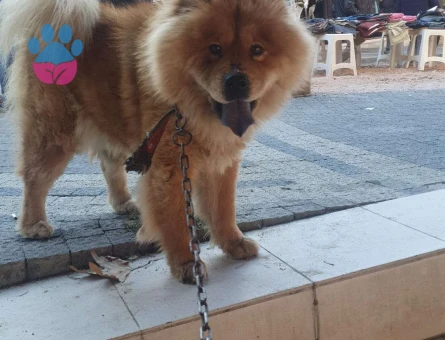 Chow Chow 3 Yaşında Köpeğime Eş Arıyorum