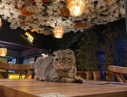 Scottish Fold Güzel Oğlumuza Güzel Bir Eş - 277