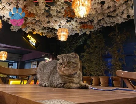 Scottish Fold Güzel Oğlumuza Güzel Bir Eş