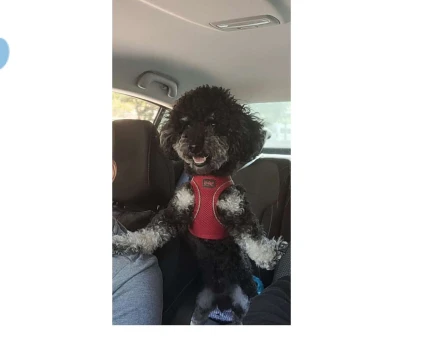 Toy Poodle Oğlum Thor Eş Arıyor - 2799