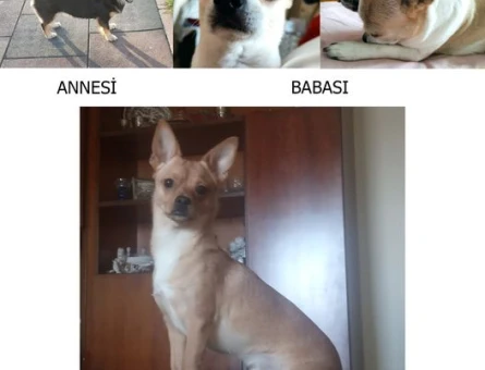 Oğlumuza  (Chihuahua melez) Eş Arıyoruz. (Büyükçekmece-İst) - 2848