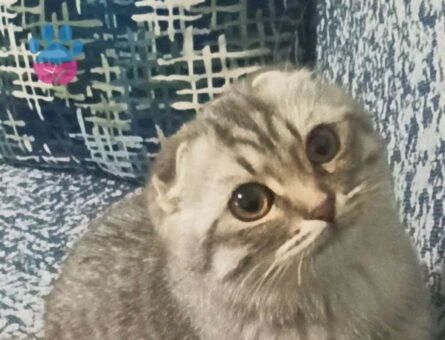 Scottish Fold 9 Aylık Kızgınlıkta Kızıma Eş Arıyorum