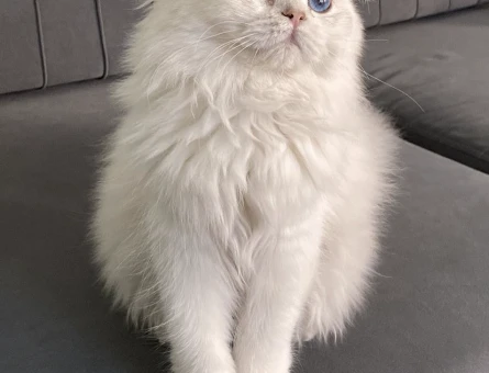 British longhair kızımıza yakışıklı damat - 2958