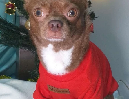 Chihuahua Gelin Adaylarımızı Bekliyoruz - 2981
