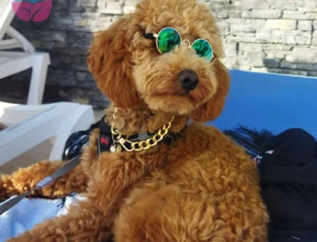 Toy Poodle Köpeğime Eş Arıyorum - 3071