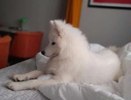 Samoyed 1 Yaşında Kızıma Eş Arıyorum - 3076