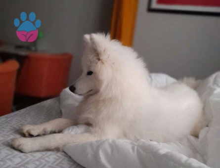 Samoyed 1 Yaşında Kızıma Eş Arıyorum