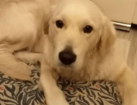 Golden Retriever Oğlumuza Eş Arıyoruz - 3177