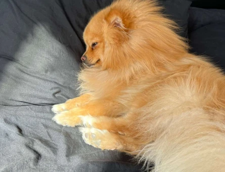 Pomeranian Spitz Oğluma Eş Arıyorum - 3212