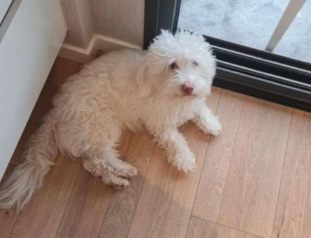 Maltese Terrier 2,5 Yaşında Kedime Eş Arıyorum - 3232
