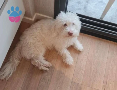 Maltese Terrier 2,5 Yaşında Kedime Eş Arıyorum