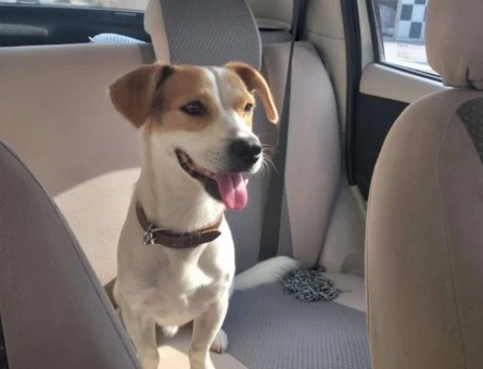Jack Russel Terier Köpeğime Eş Arıyorum - 3250