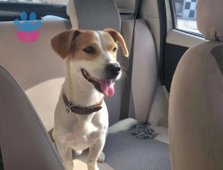 Jack Russel Terier Köpeğime Eş Arıyorum