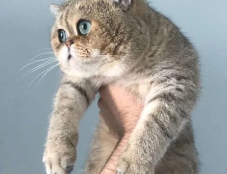 Exotic Shorthair NY11 Golden Shaded Eş Arıyor - 3259