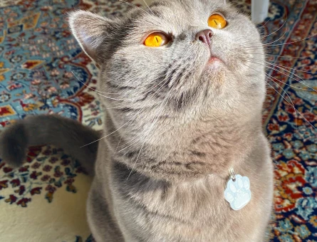 British Shorthair Oğlum Ayli’ye Eş Arıyoruz - 3265