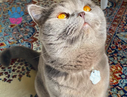 British Shorthair Oğlum Ayli’ye Eş Arıyoruz