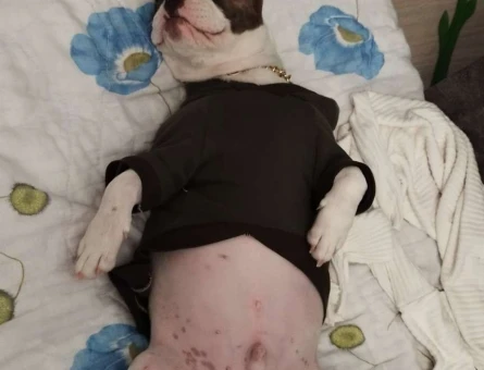 French Bulldog 8 Aylık Oğluma Eş Arıyorum - 3267