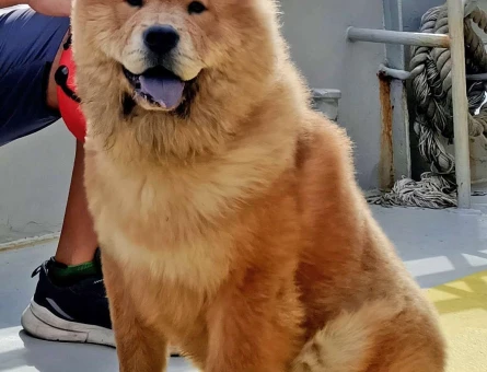Chow Chow 1,5 Yaşında Eş Arıyor - 3278