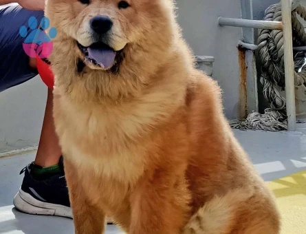 Chow Chow 1,5 Yaşında Eş Arıyor