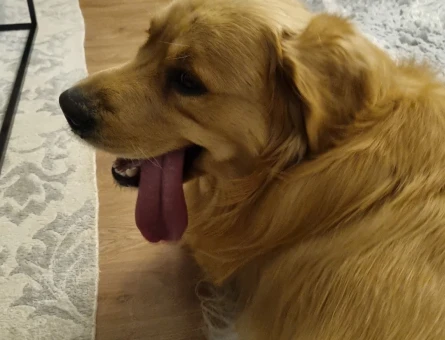 Golden Retriever 2.5 Yaşında Köoeğime Eş Arıyorum - 3354
