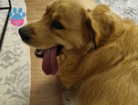 Golden Retriever 2.5 Yaşında Köoeğime Eş Arıyorum