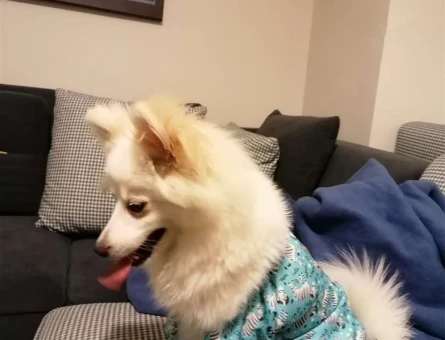 Japon Spitz Erkek Köpeğime  Eş Arıyorum - 3366
